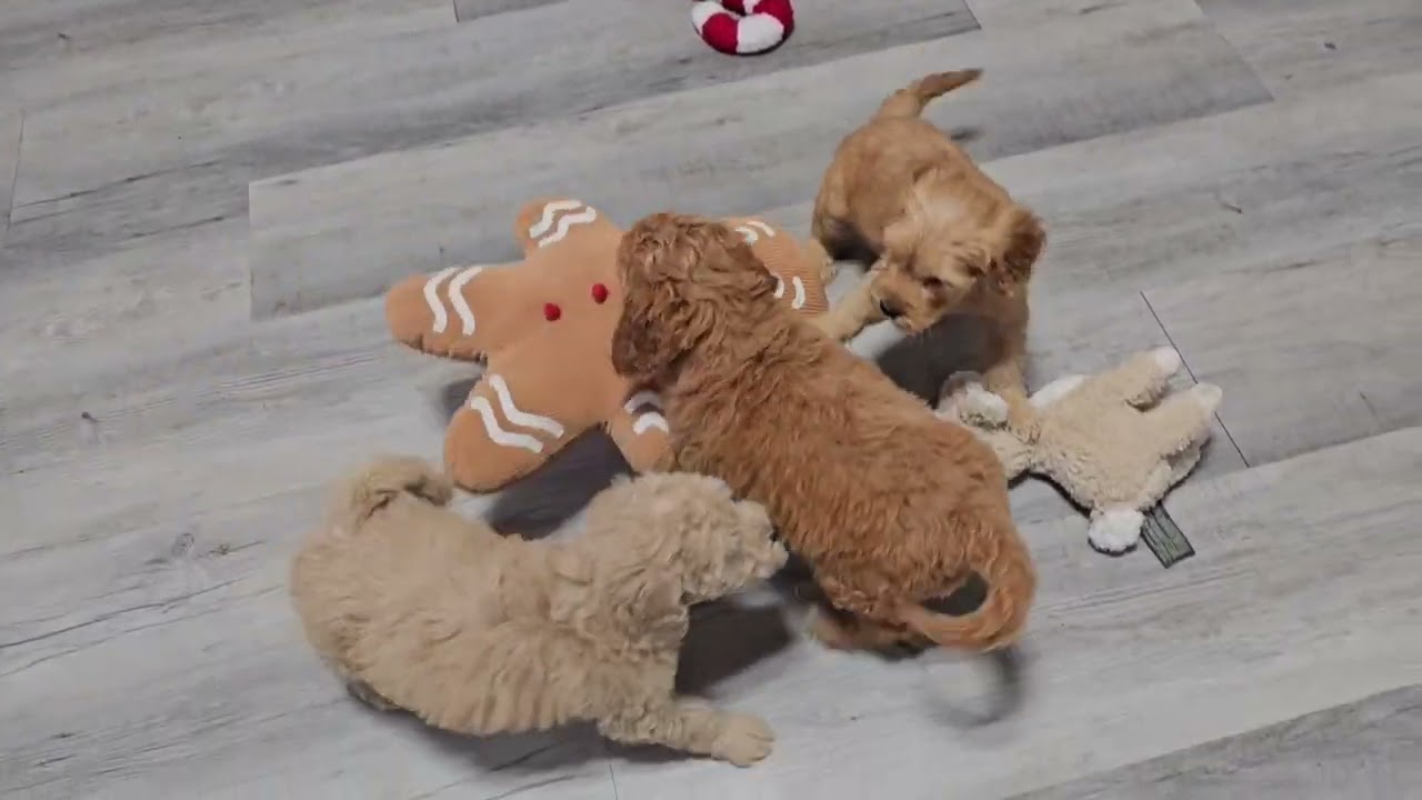 Frio,Flurry and Fable sweet Puppies 🐶. Watch them run and play. Available to adopt Today.