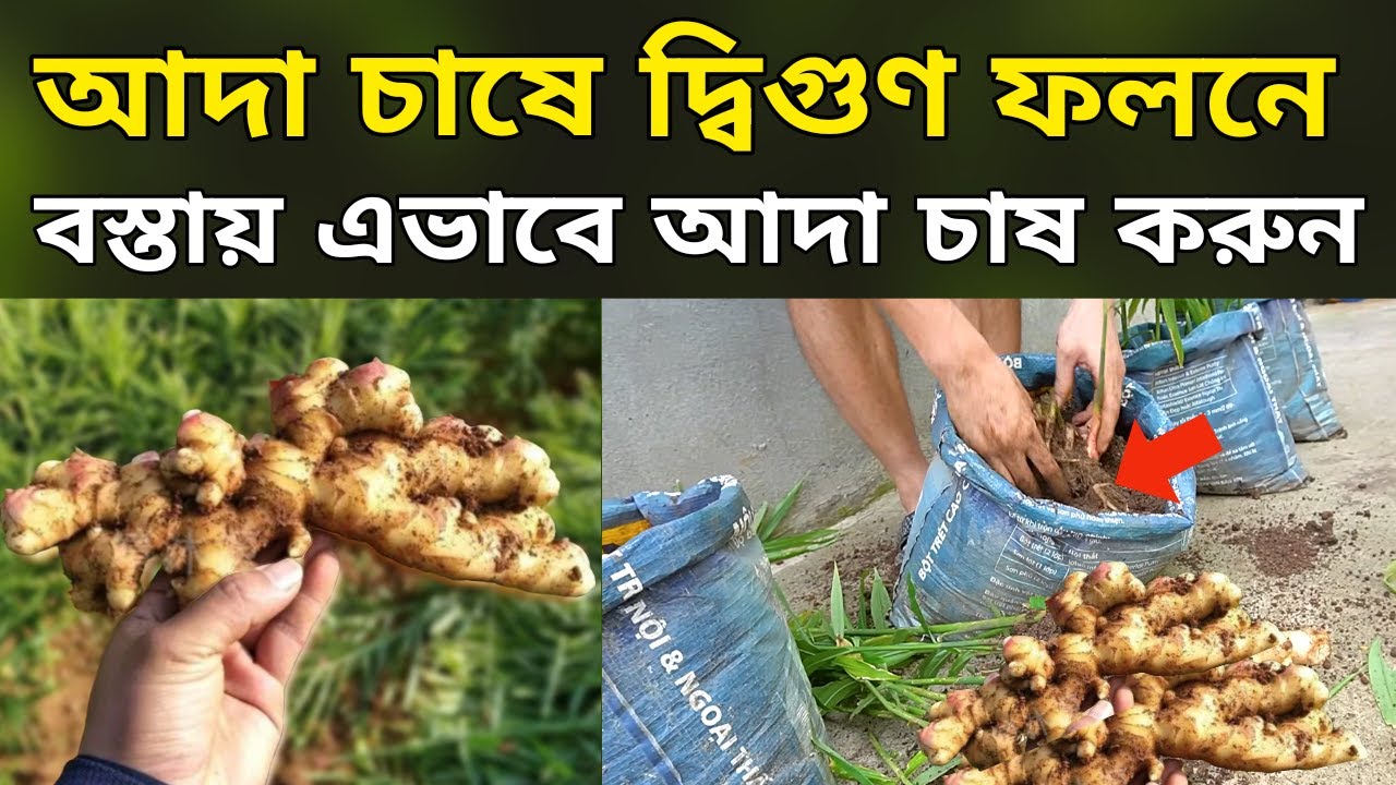 আদা চাষে দ্বিগুণ ফলনে - বস্তায় আদা চাষ এভাবে করুন - আদা চাষ পদ্ধতি - ginger cultivation