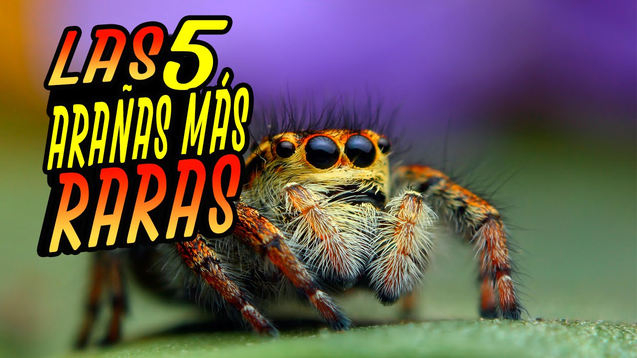 Las 5 arañas más raras del mundo - YouTube