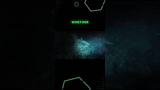 Why Sharks Have Incredible Night Vision