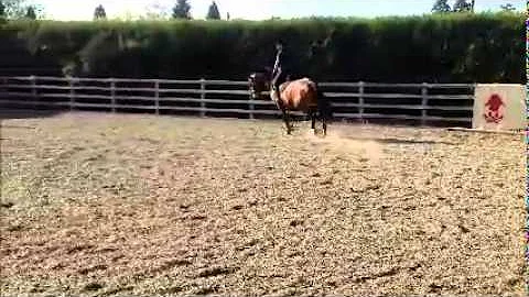 Cindy Rawson and Cindy Zelma KWPN Vincent x Donner...