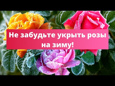 НАДЕЖНАЯ ЗАЩИТА РОЗ ЗИМОЙ | Укрытие роз осенью