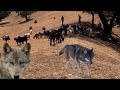 Wolves attack herds of goats and shepherds، nomadic lifestyle of Iran (2023)
