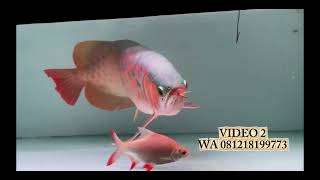 5 EKOR ARWANA SUPER RED SIZE 50CM (BAKAT MERAH NGEBLOK) 