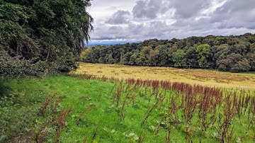 We bought land in Scotland to plant a forest!