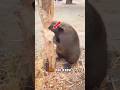 NATURE'S CHAIN SAWS BEAVERS AT WORK🦦#trend #shorts #animals