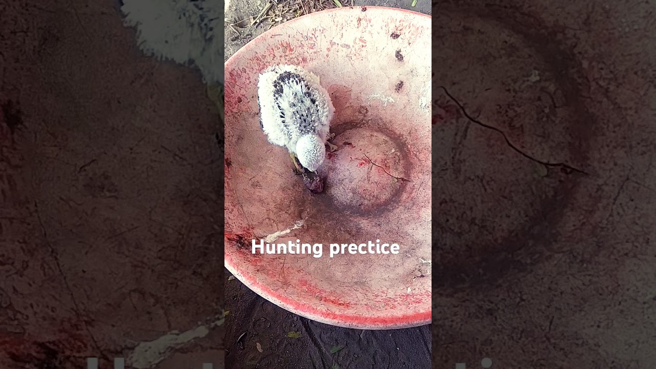 baby sikra bird hunting prectice
