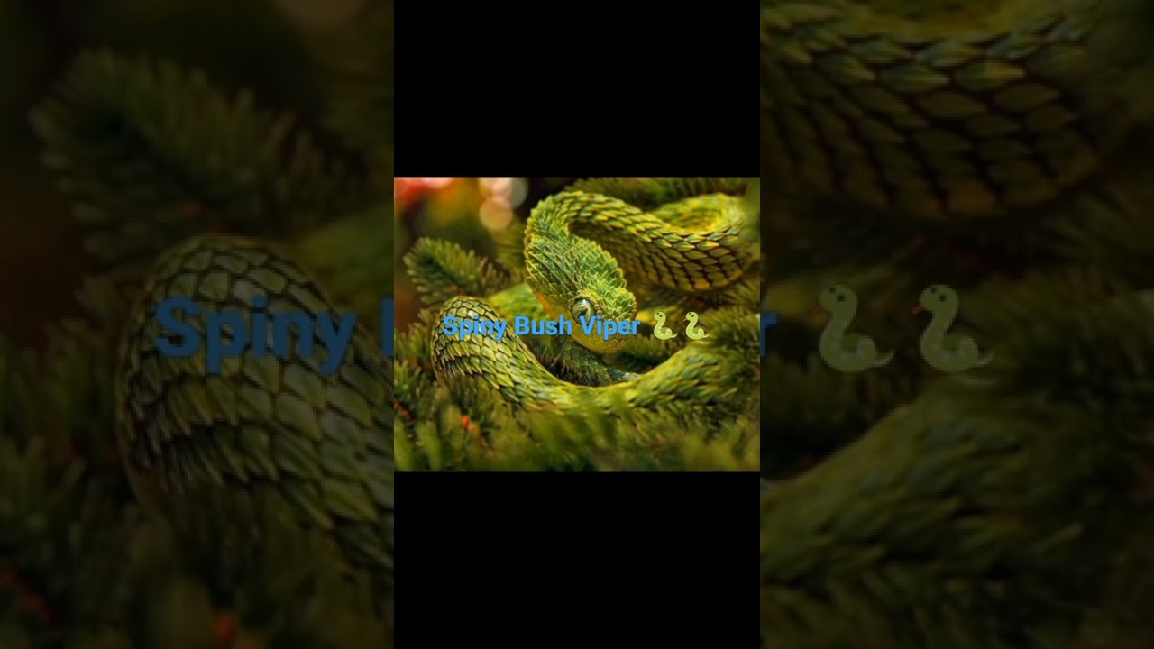 Spiny Bush Viper 🐍🐍/spiny Bush snake facts/rare snake 