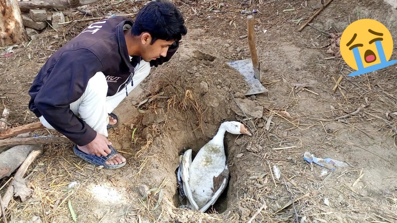 𝐂𝐎𝐌𝐈𝐍𝐆 𝐒𝐎𝐎𝐍 𝐍𝐄𝐖 𝐒𝐀𝐃 𝐕𝐋𝐎𝐆 😥 || Haseeb Home Birds