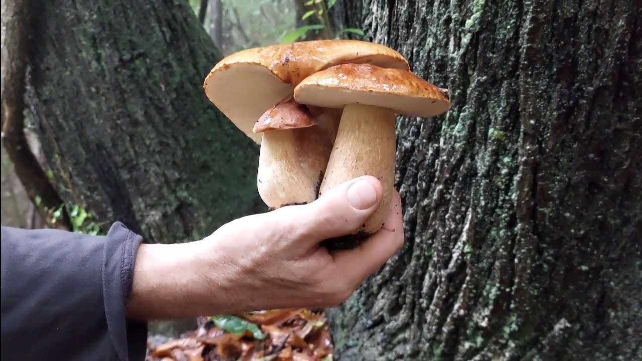 FUNGHI PORCINI 2021 SOTTO LA PIOGGIA ESTIVI BIANCHI 5/10/21 YouTube