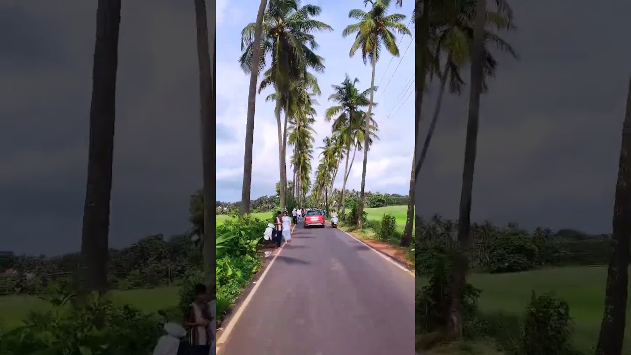 goa coconut tree road