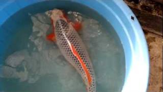 Miya Koi Farm Yonsai 64cm mp4