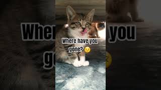 cute kitty moment #cat #viralvideo #kitten #memo #cute #pets