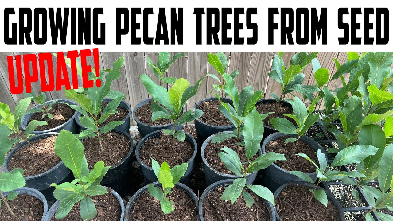 Выращивание деревьев пекана из семян. Обновление