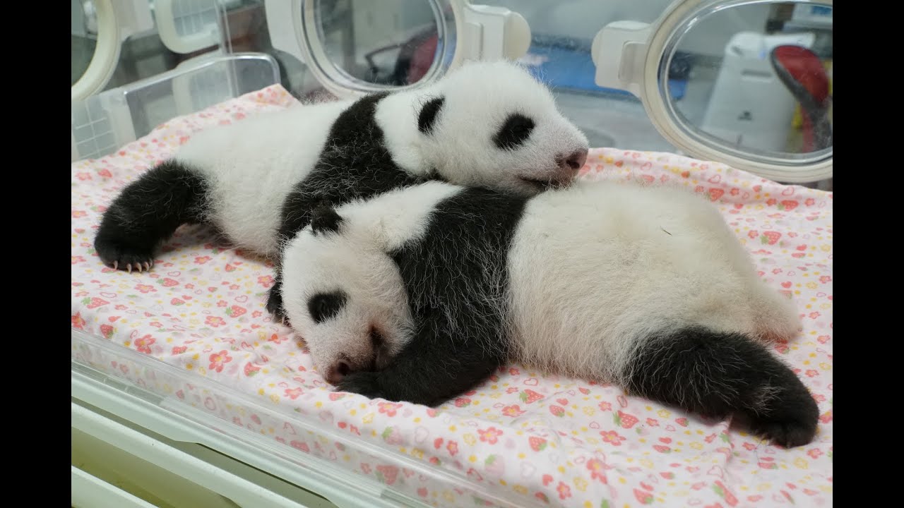 双子の赤ちゃんパンダ 目が開いてきた 上野動物園 Youtube