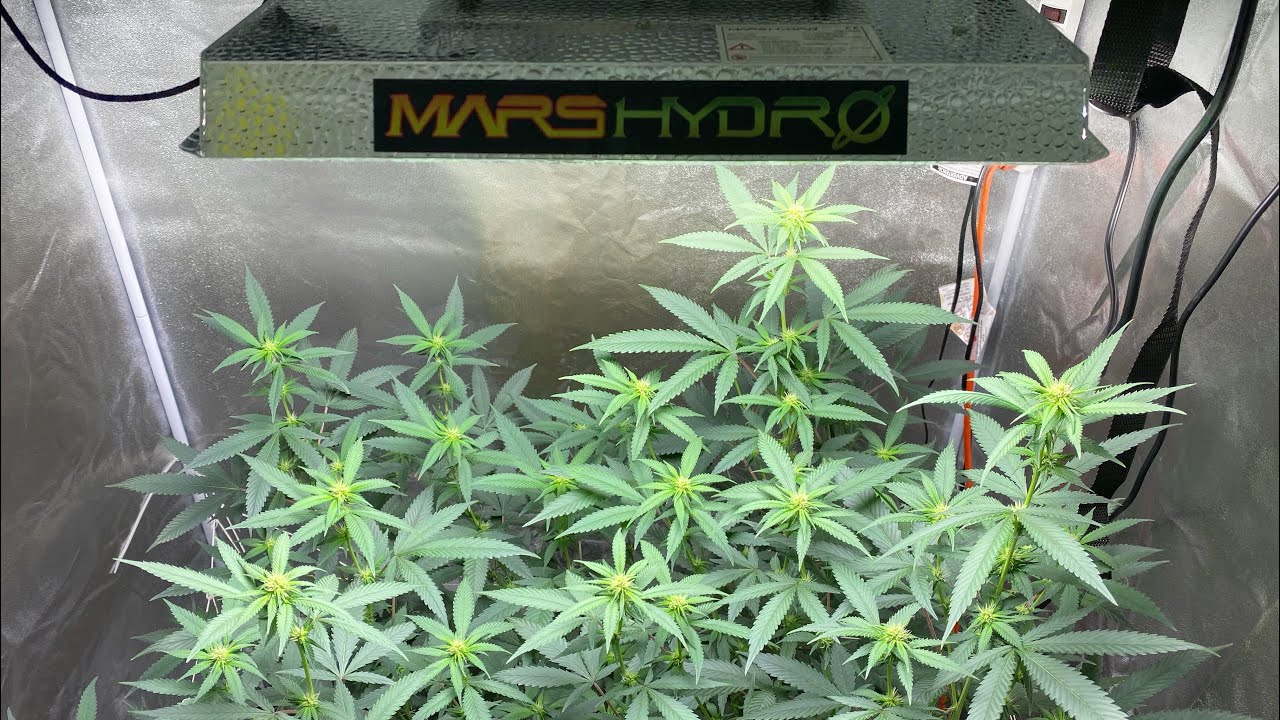Mars Hydro TS100 - Flowering Update
