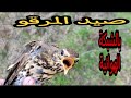 صيد الطيور المهاجره(la chasse des grive au filet) بالشبكه الهوائيه و النتيجة كانت مذهلة