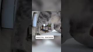 😂Собака Идеально Спланировала Кражу, Но Кот Все Испортил #новости #новость #shorts