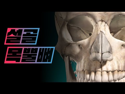 [해부학 - 골학] 목뿔뼈(설골, hyoid bone)