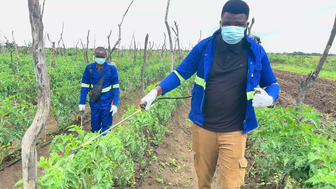 Мы обучаем наших гостей из Демократической Республики Конго опрыскиванию 17 000 растений гибрида ...