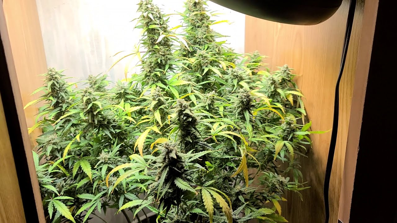 2nd Flush ILGM Gelato Autoflower                                  