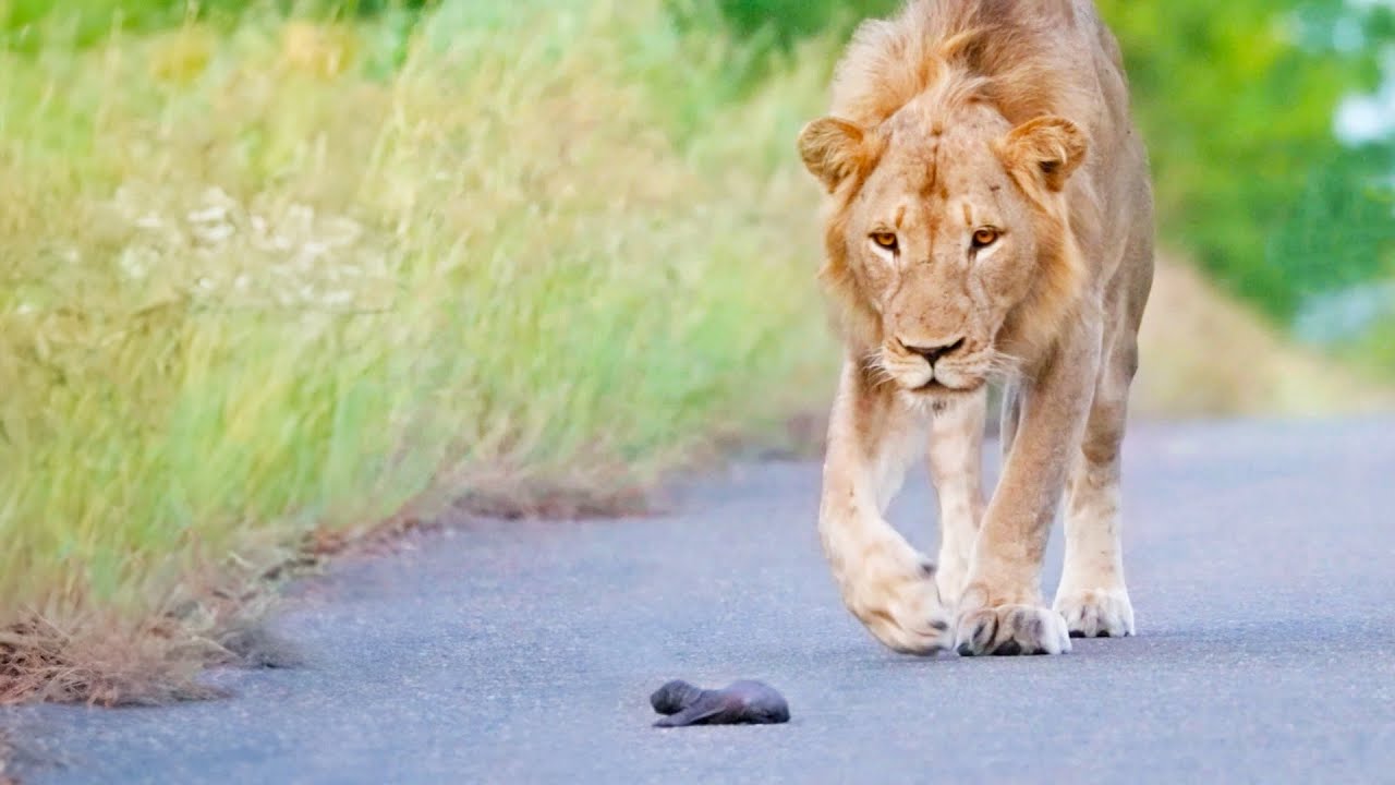 THE HONEY BADGER - Royal African Safaris