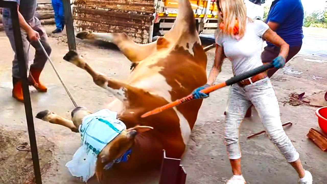 Pretty Girl on Farm Modern Robotic Machine Cleaning Modernest Milking Feeding - Farming 2024 