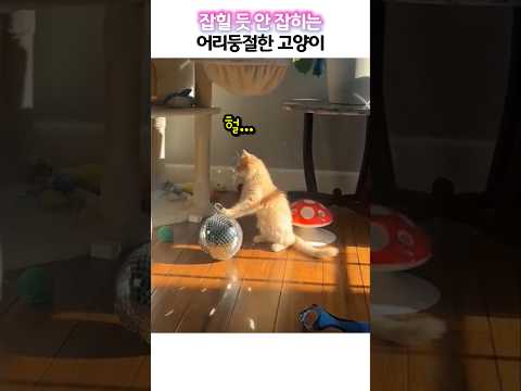 잡힐 듯 안 잡히는 어리둥절한 고양이의 모습 thumbnail