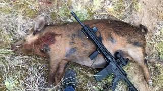 Pork Patrol - How to Track Hogs on Foot
