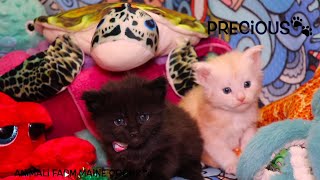 4 Week Old Maine Coon Kittens