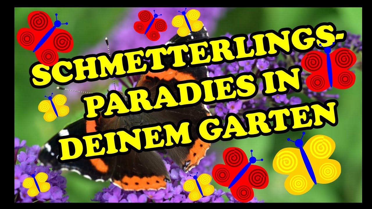 Schmetterlingsparadies verwandle deinen Garten in ein