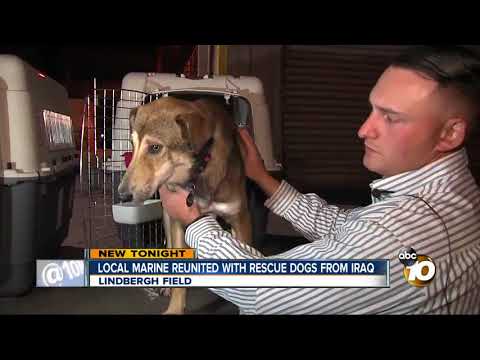 Video: Pet Scoop: Marine Reunited S odchodem psa, Oregon je slavný osamělý vlk se stává tátou