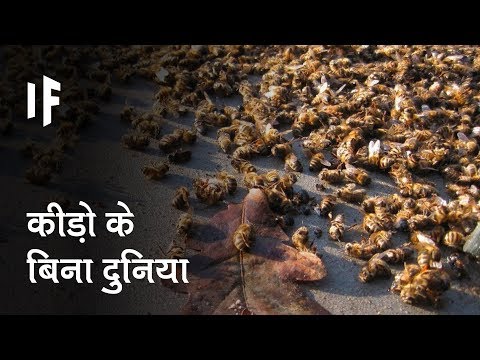 वीडियो: क्या ग्रे कीड़ा मर जाता है?