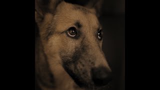 Run Dogs Vientos De Invierno