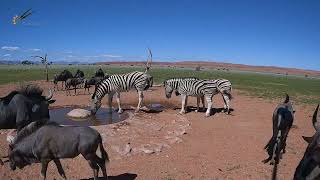 Episode 2 - 24 Hours at the Waterhole in 2 Minutes | NamibiaCam Timelapse