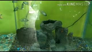🐠Rose fish World 🐬 in Gandhinagar Gujarat sector 29 screenshot 2