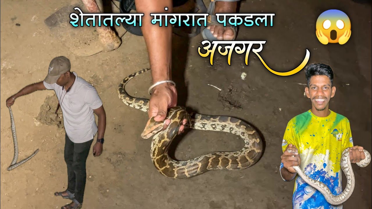 22 फुटापर्यंत वाढणारा अजगर अचानक आला आमच्या शेतातल्या मांगरात|योगेश दादाने त्याला पकडून सोडलं जंगलात