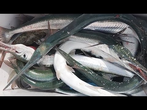 Isa sa kinatatakutan na isda Sa laot Ang isdang ito.