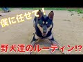 【野犬達里親募集中】レオンの特技とちょっとご紹介
