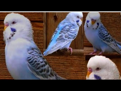 تزواج الفالو مع اللاس وينج