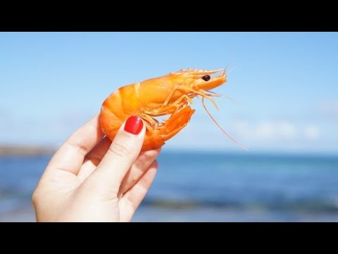 Vídeo: Você poderia comer cascas de camarão?