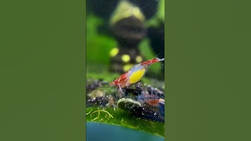 #2 tép kiểng nhà ôm trứng 🥰