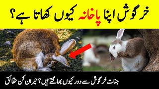 Why Rabbits 🐇  Eat Their Own Poop ? || Is Rabbit Meat Halal? || Surprising Facts About Rabbits
