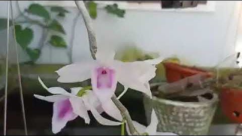 lan đột biến năm cánh trắng lan giờ rẻ như rau muống