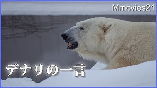 ホッキョクグマ館に向かって鳴いたデナリ Polar Bear