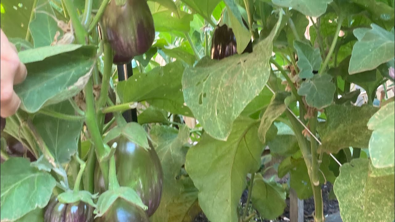 Can Eggplant Survive the Cold Winter? Watch for Full Experiment Results