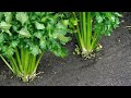 wild celery growing from the seed #veggie