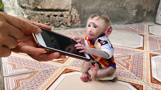 baby monkey Tina asked her mother to open the phone so Tina could see