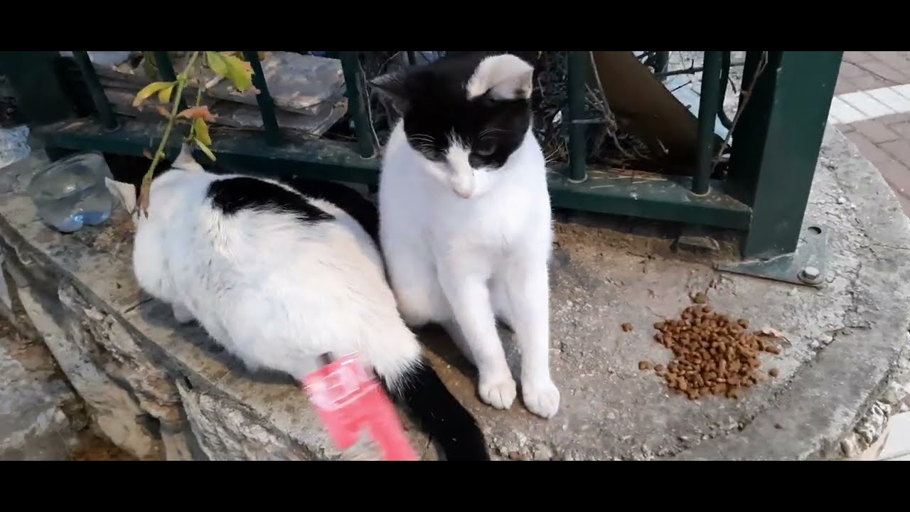 КАПРИЗНАЯ КОШКА - YouTube