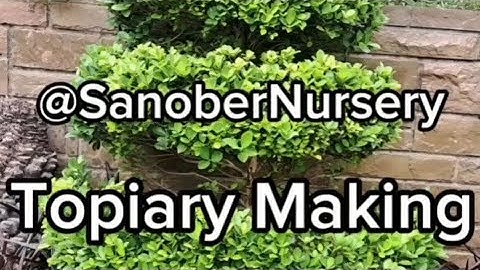 Mastering the Art of Topiary: Step-by-Step Guide to Creating Beautiful Plant Sculptures